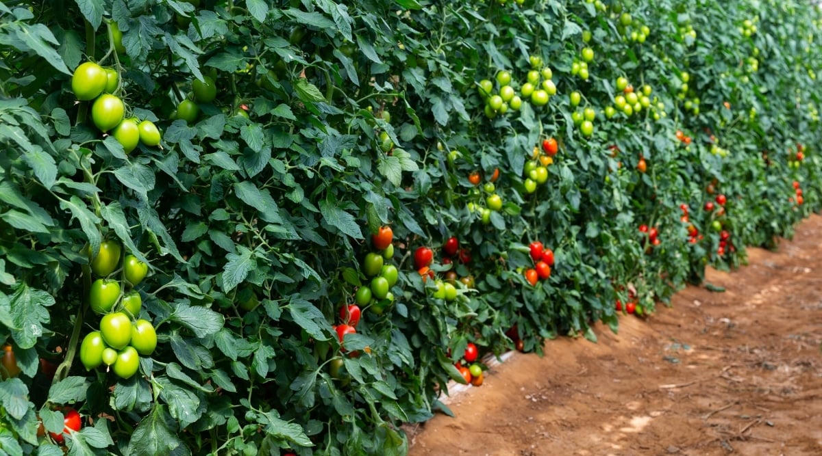 Plot with tall plants with green leaves, stems and leafstalks and bunches of round smooth fruits hanging. Half of the bunches have green fruits and the other half are red. At the bottom right side of the image there is a path with brown soil and some twigs scattered.