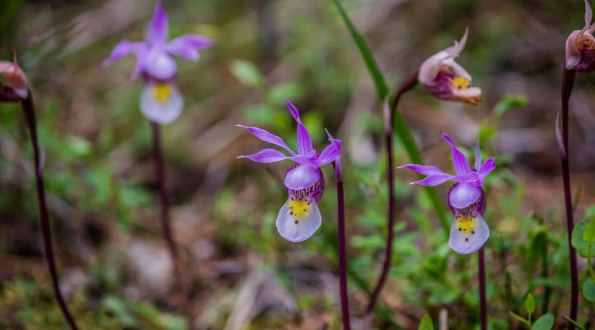 Violet Slipper Flower