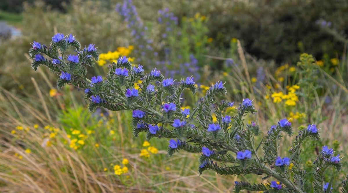 Vipers Bugloss
