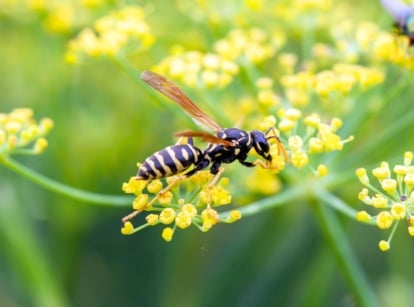 Slender European paper wasp with yellow and black markings perched on delicate yellow dill flowers, showing its benefits to the garden.