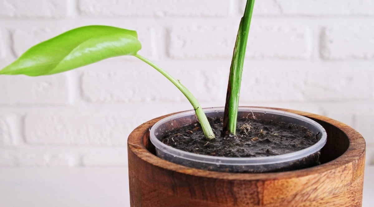 Close-up of a young Monstera plant against a white wall, in a transparent plastic pot, which is stuck in a wooden planter. The plant has two stems, one of which is young, light green in color with a twisted heart-shaped young leaf. The soil is completely wet.