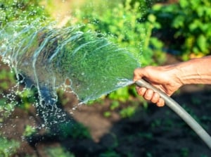 Close-up of a gardener's hand watering leafy plants in a garden bed with a hose amid shimmering heat waves.