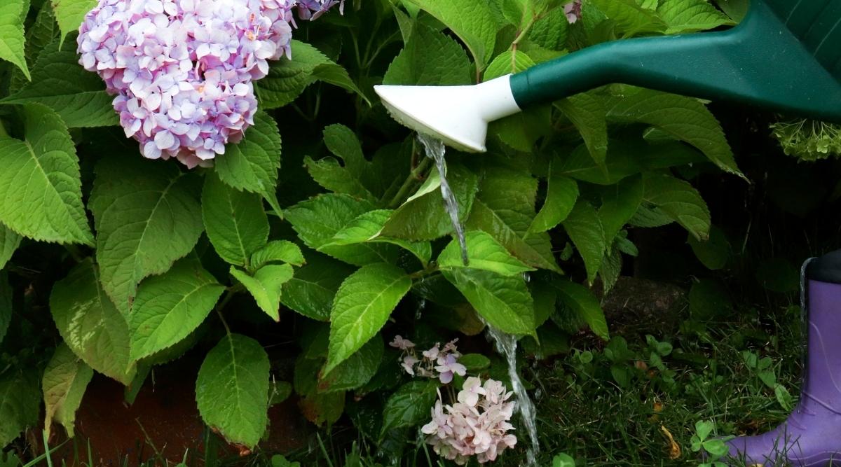 Watering Base of Hydrangea