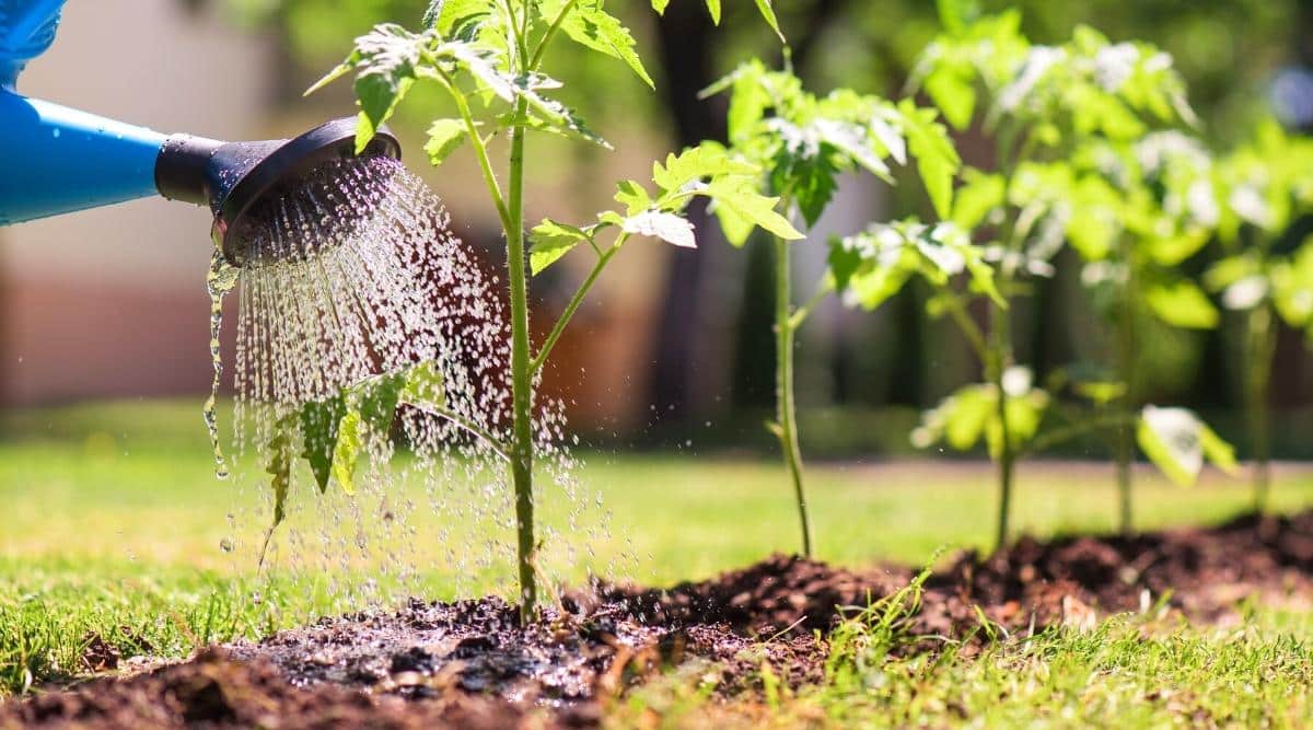 watering tomatoes