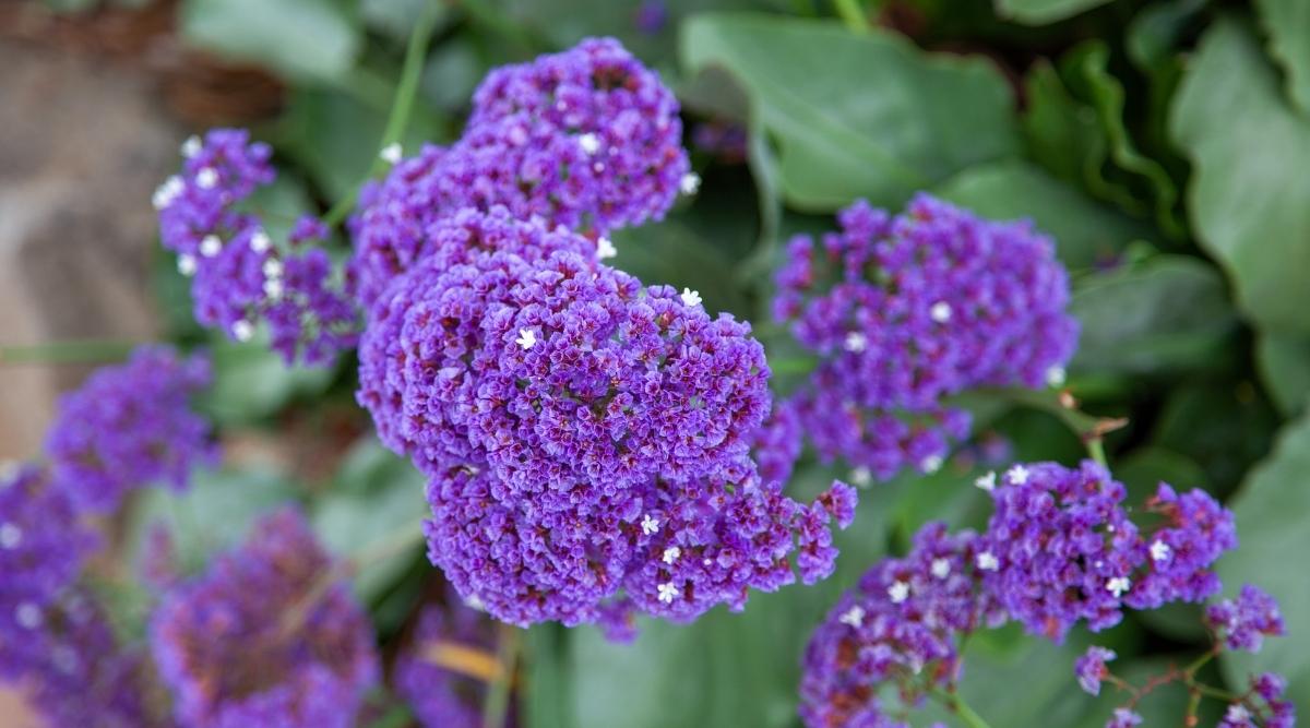 Wavyleaf Sea Lavender