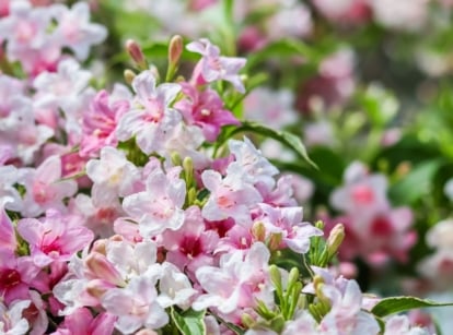 Clusters of pink and white tubular blossoms with green, oval-shaped leaves in the background.