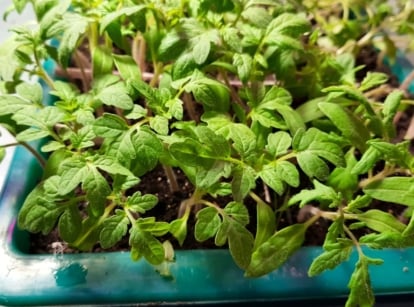 A close-up of tomato seedlings in a green plastic tray, showing delicate green stems with tiny fuzzy hairs support vibrant, serrated leaves that spread outward in a symmetrical pattern.