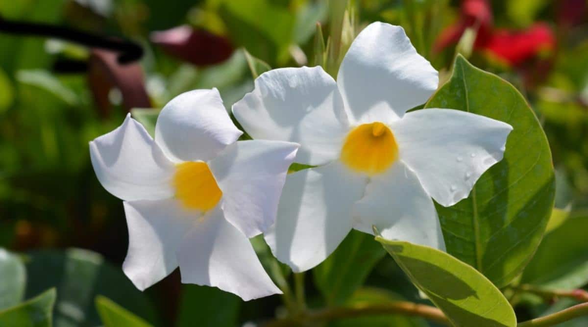 White Dipladenia