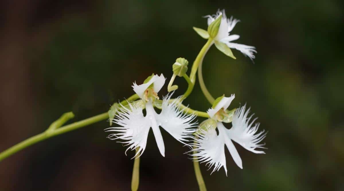 White Egret Orchid
