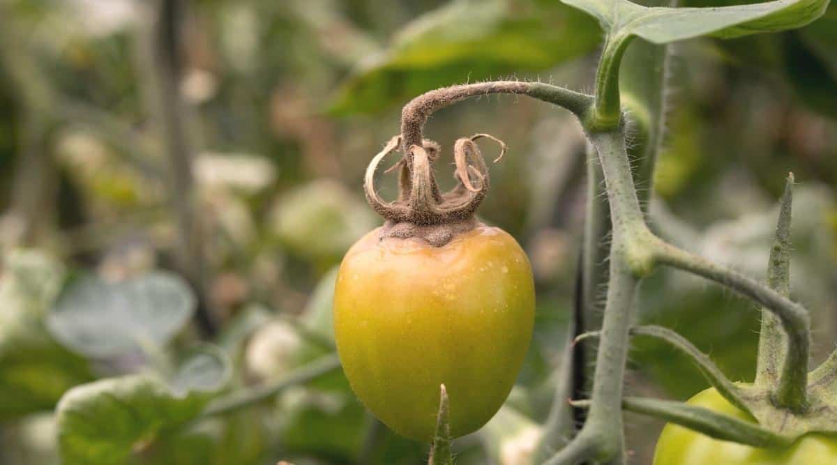 Vining Fruit With White Fuzz on the Plant