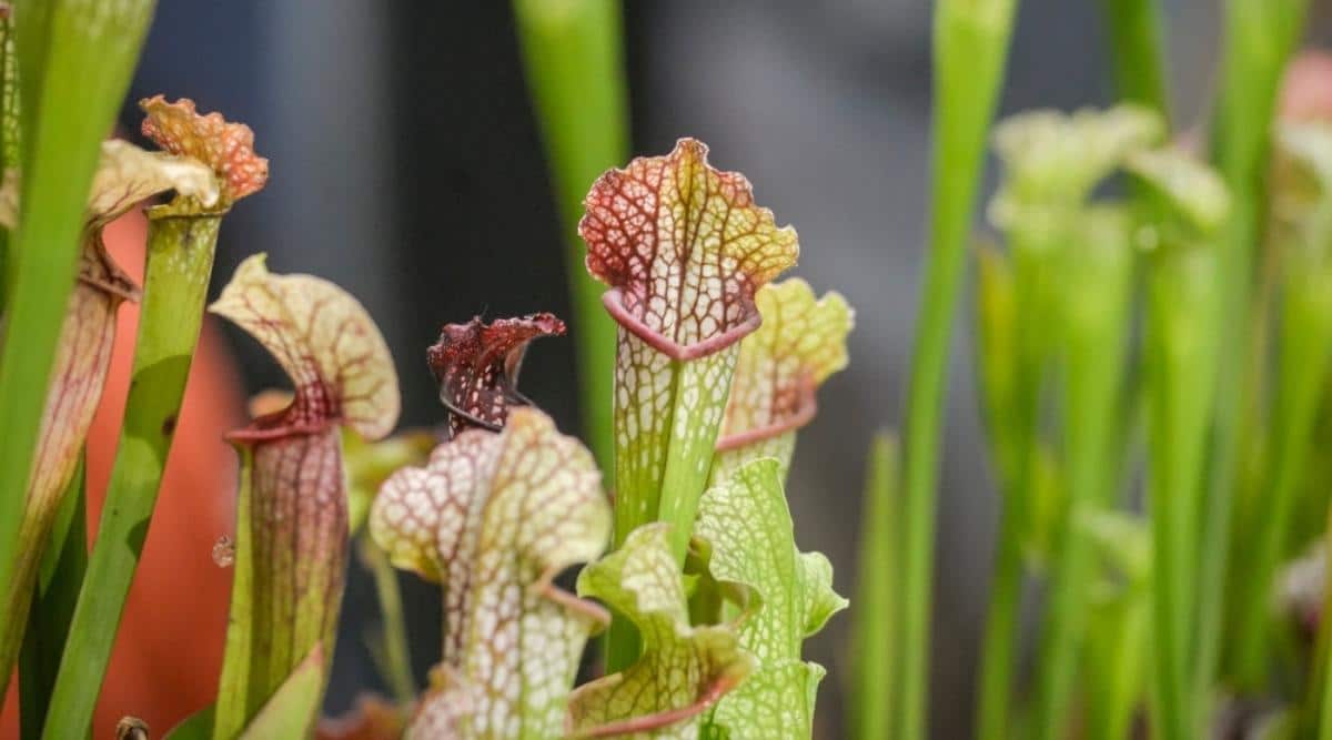 White-Topped Pitcher Plant