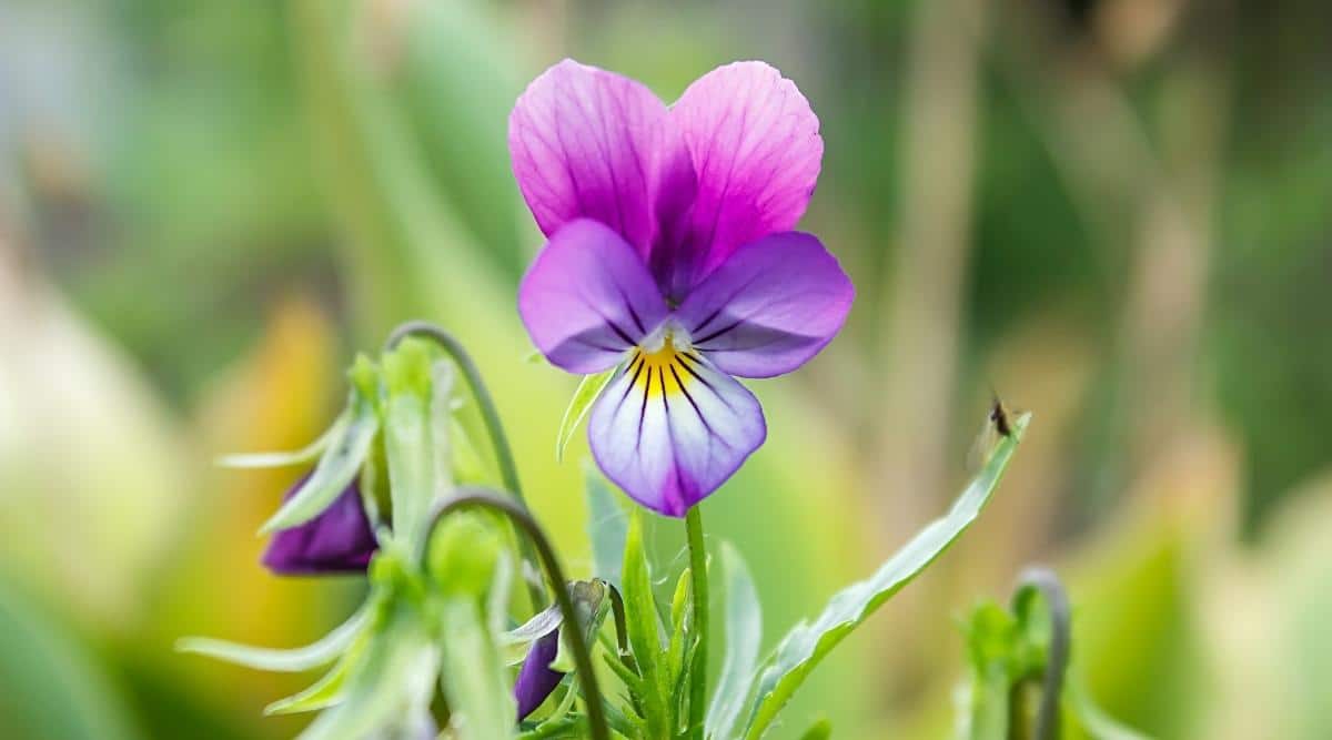 Wild Pansy