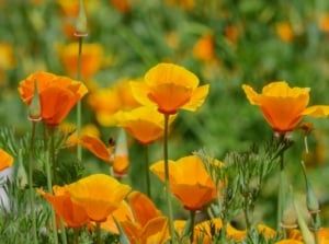 Golden-orange, cup-shaped blooms rise above fine, blue-green foliage in a sunny garden where wildflowers spread easily among open soil.