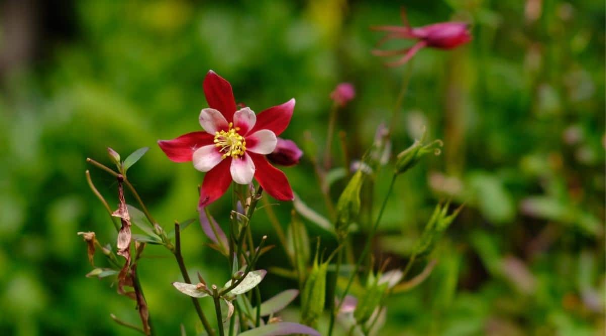 Winky Double Red-White
