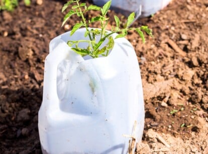 winter sow milk jug. Close-up of a milk jug with a growing young tomato seedling in a sunny garden on a raised bed. A tomato seedling has a vertical stem with complex pinnate green leaves. The leaves consist of oval leaflets with jagged edges.