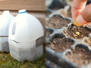 Two images of winter sowing vs. starting seeds indoors. The first picture has some milk jugs with potting mix and seeds sown. Another image shows a close-up of a man's hand sowing small seeds into a seed starter tray. The trays have many in-depth cells filled with soil mixture. The seeds are small, flat, round in shape, yellow in color.