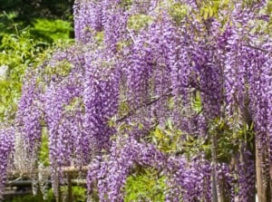 Wisteria showcases long, cascading clusters of fragrant, pea-like flowers in shades of purple with pinnate leaves.