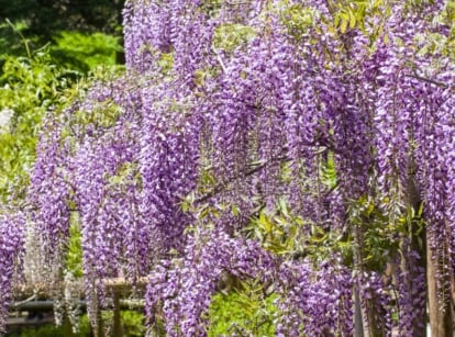 Wisteria showcases long, cascading clusters of fragrant, pea-like flowers in shades of purple with pinnate leaves.