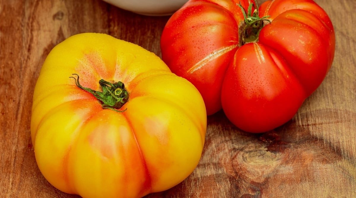 Photo of two heirloom fruits on a wooden brown surface. The left one is yellow with some orange spots near its calyx and the right fruit is red with green calyx. There are some tiny droplets of water on both.
