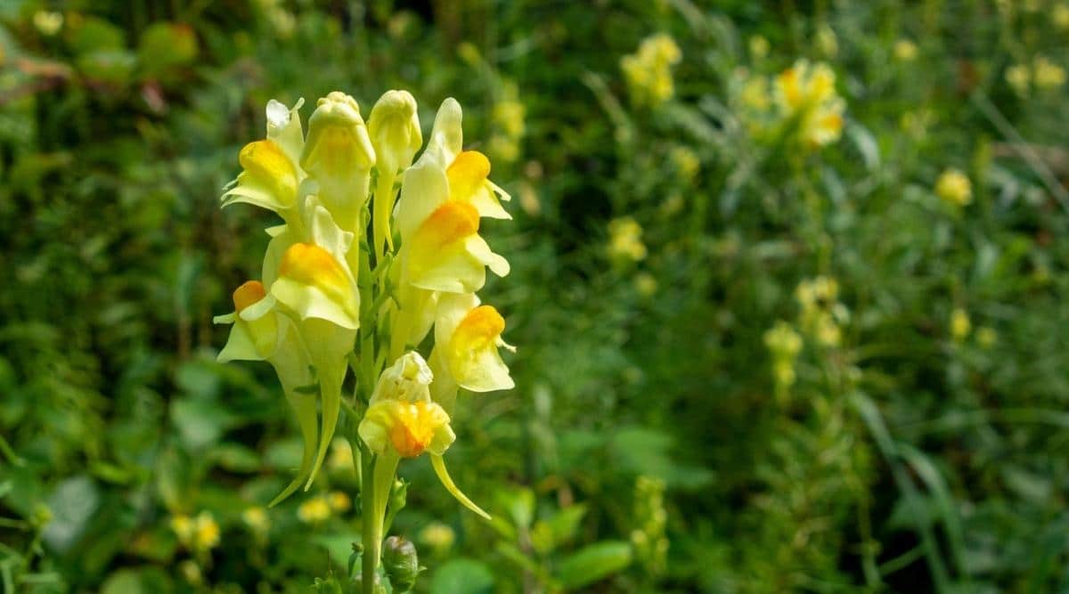 Yellow Toadflax