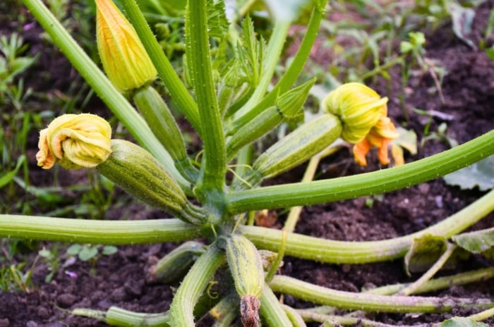 Zucchini plant with broad, jagged green leaves and pale stems shows small forming fruits with withering flowers on their ends, a sign of zucchini not thriving.
