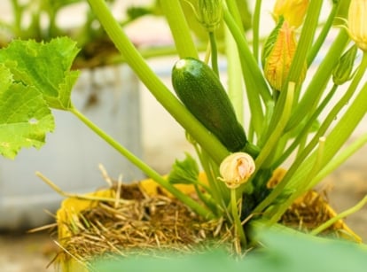 Zucchini plant with large green leaves, yellow flowers, and a ripe fruit growing in a yellow container in the garden.