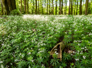 Sweet woodruff, with whorled leaves and clusters of small, fragrant white flowers
